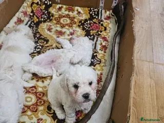 Bichon Frise dogs Bichon frise - Advert 9