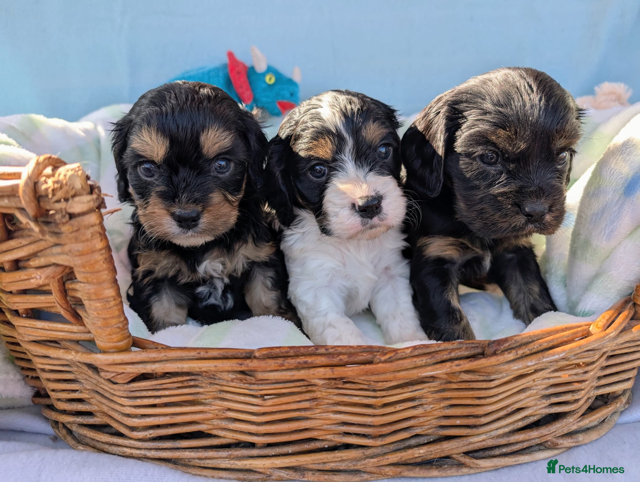 Cavapoo dogs Pretty CAVAPOO pups. Health tested parents - Advert 1