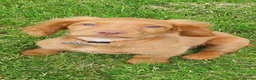 Cocker Spaniel dogs for stud: Proven cocker spaniel for stud - Advert 3