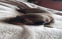 Miniature Dachshund dogs for sale: Long-haired Miniature Dachshund Puppies for Sale - Image 2