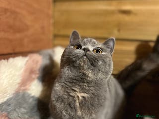 British Shorthair cats Gccf female British Shorthair - Advert 6