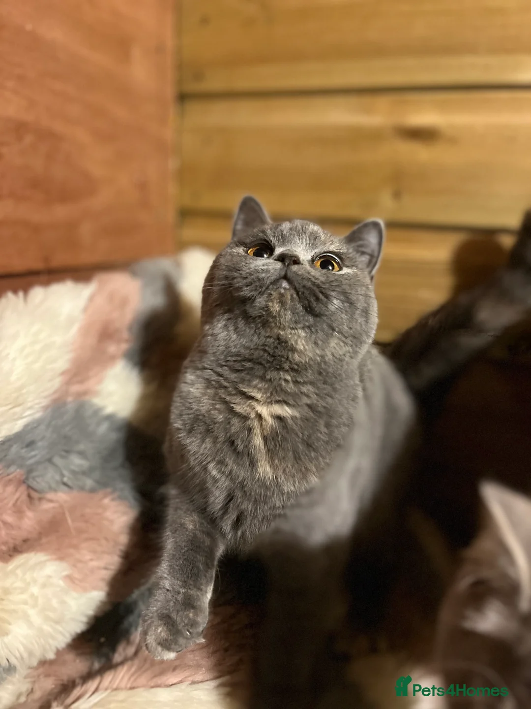British Shorthair cats for sale: Gccf female British Shorthair kitten  - Advert 1