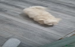 Maltese dogs for sale: Little Mia looking for forever home  - Image 7