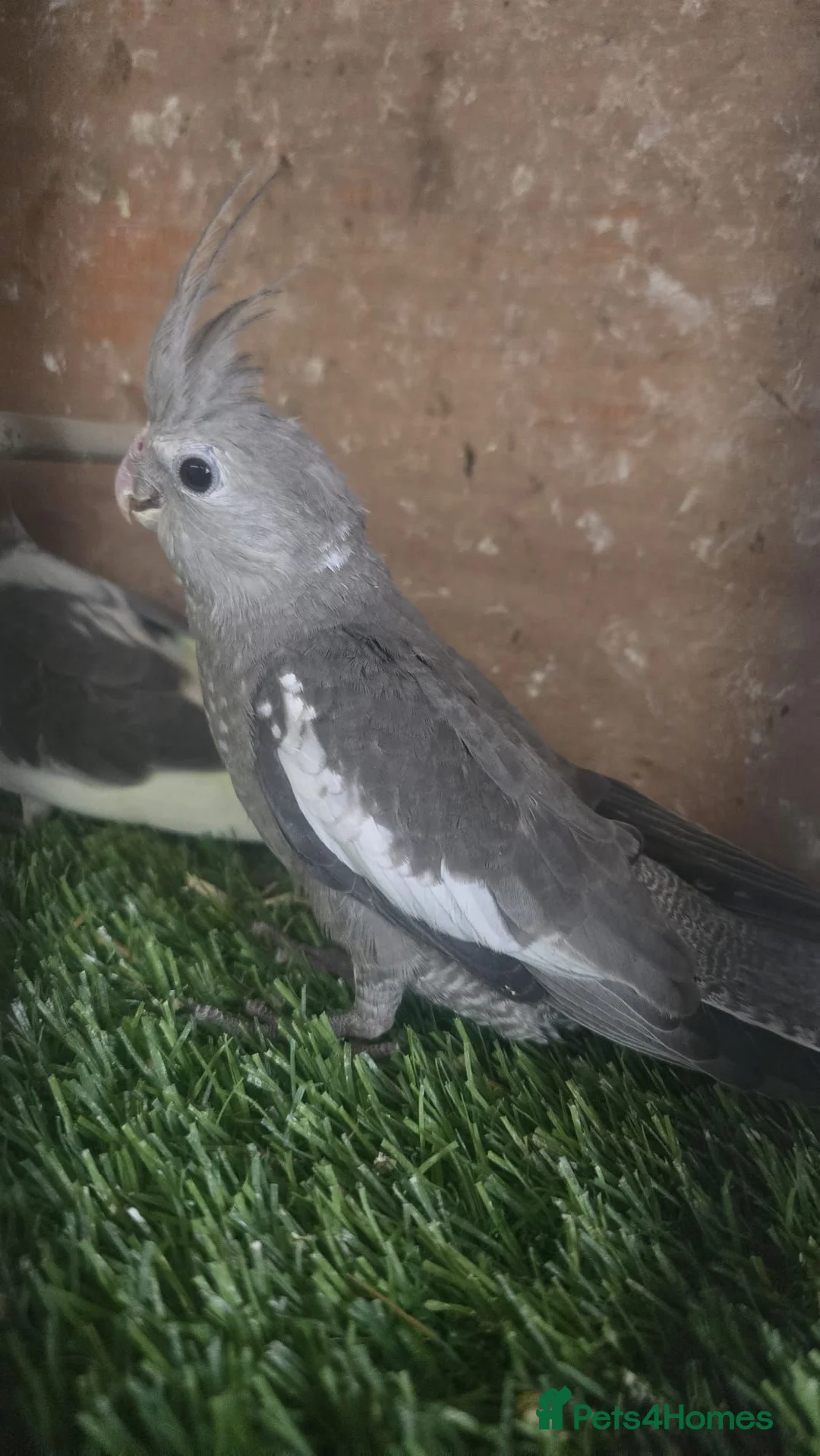 Cockatiels birds for sale: Cockatiel - Advert 4