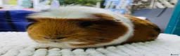 Guinea Pig rodents for sale: Gorgeous Male Guinea Pig  in Leeds - Advert 1