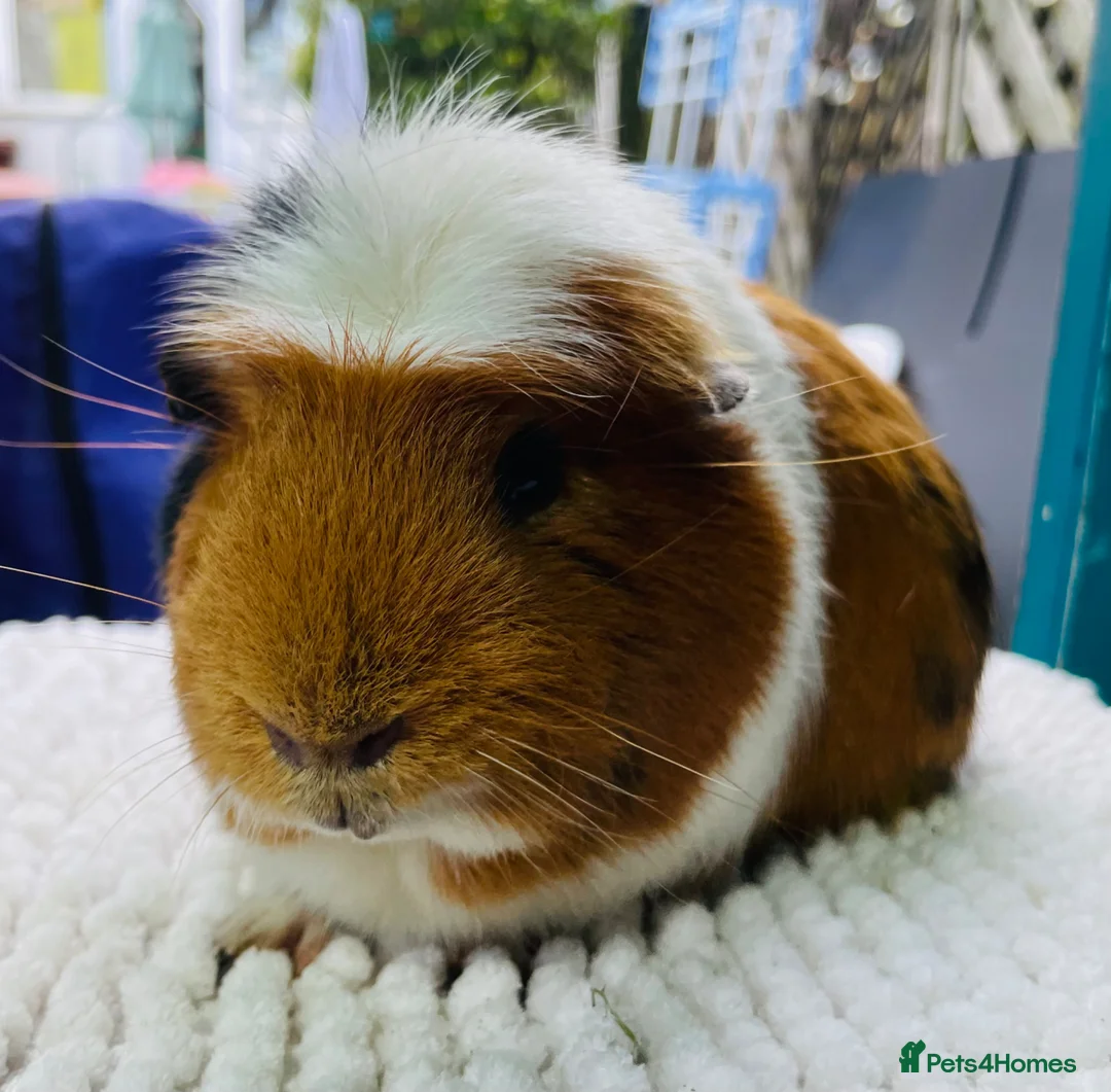 Guinea Pig rodents for sale: Gorgeous Male Guinea Pig  in Leeds - Advert 1