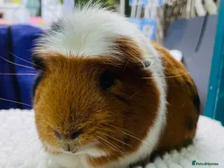 Guinea Pig rodents Gorgeous Male Guinea Pig - Advert 1