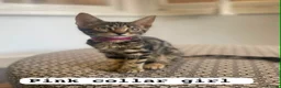Mixed Breed cats for sale: Beautiful Bengal x Maine coone kittens  - Advert 8