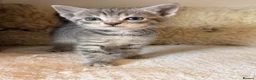 Mixed Breed cats for sale: Russian Blue Mix Kittens  - Advert 16