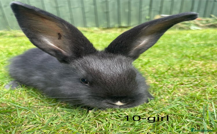 Continental Giant rabbits - Advert 1