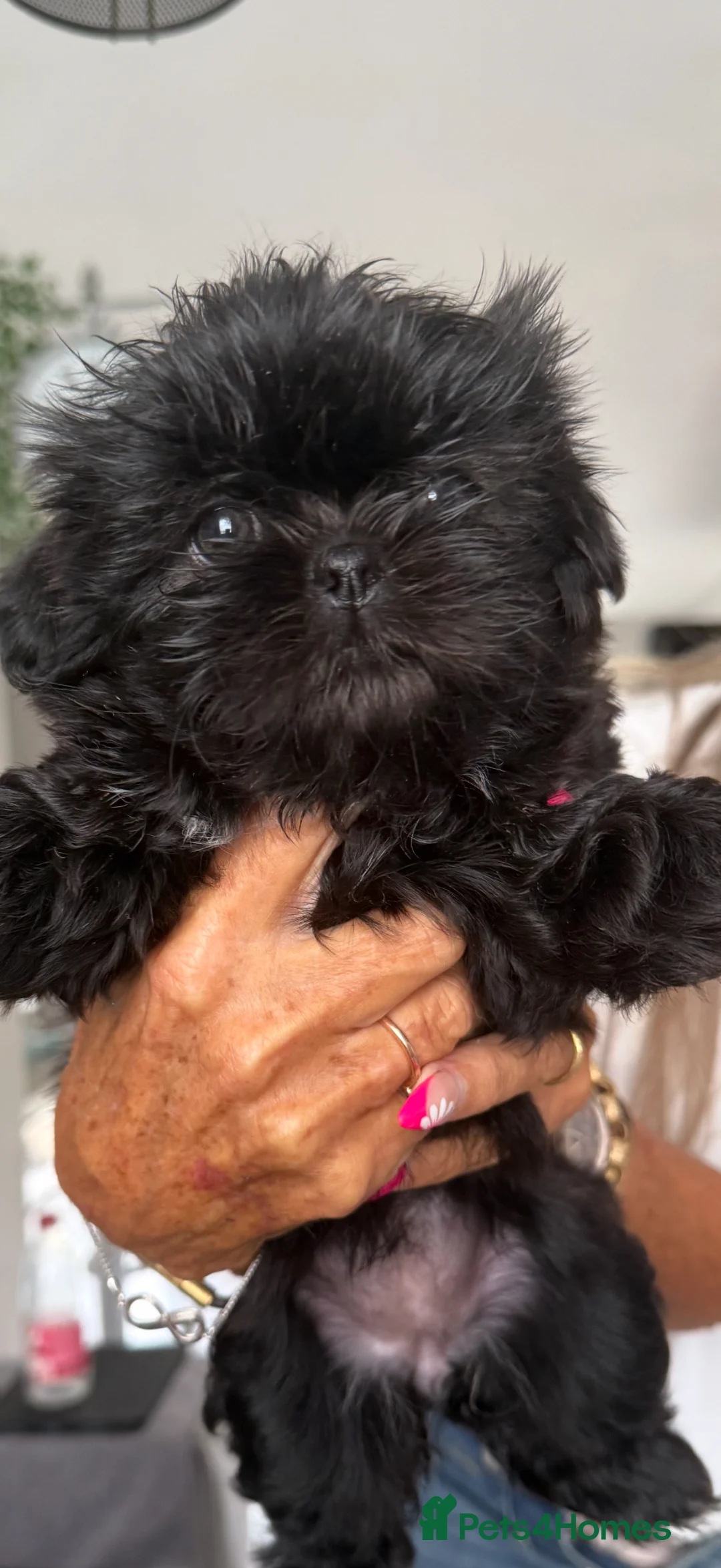 Shih Tzu dogs for sale: Shihtzus puppies in Sheffield - Advert 2