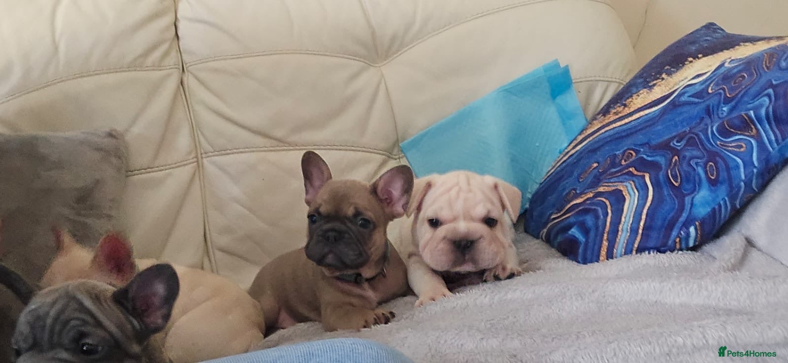 French Bulldog dogs Beautiful French bulldog puppies  - Advert 4