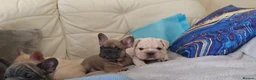 French Bulldog dogs for sale: Beautiful French bulldog puppies  in Liverpool - Advert 10