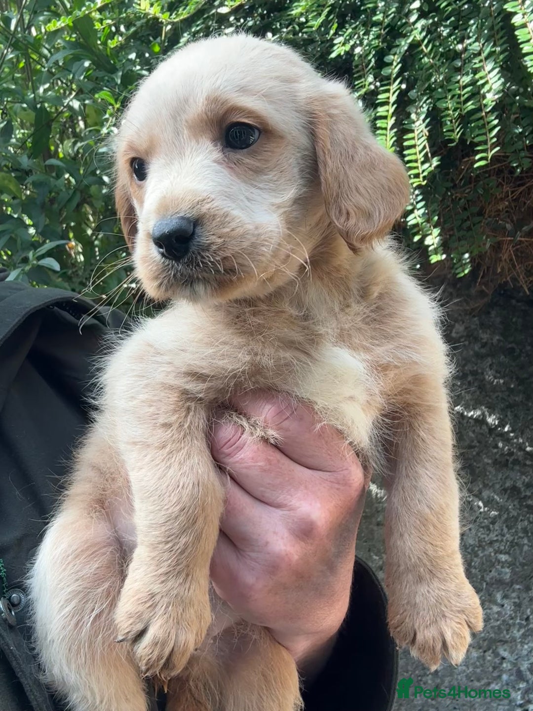 Australian Labradoodle dogs for sale: Stunning Multigen Mini Australian Labradoodle mix. - Image 2