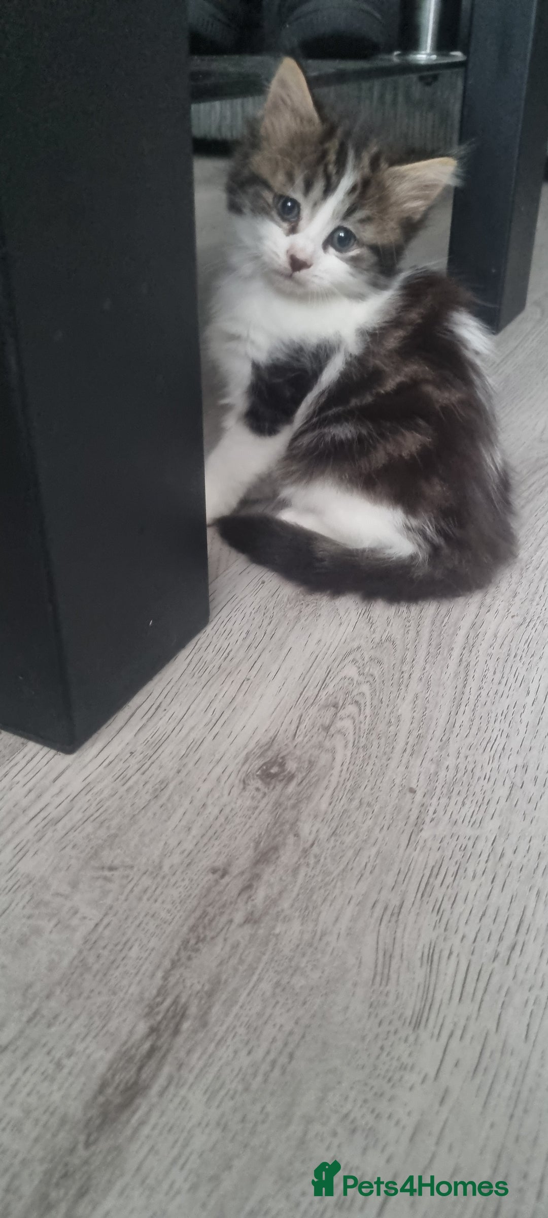 Mixed Breed cats for sale: 2 girls - Advert 2