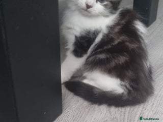 Mixed Breed cats 2 girls - Advert 3