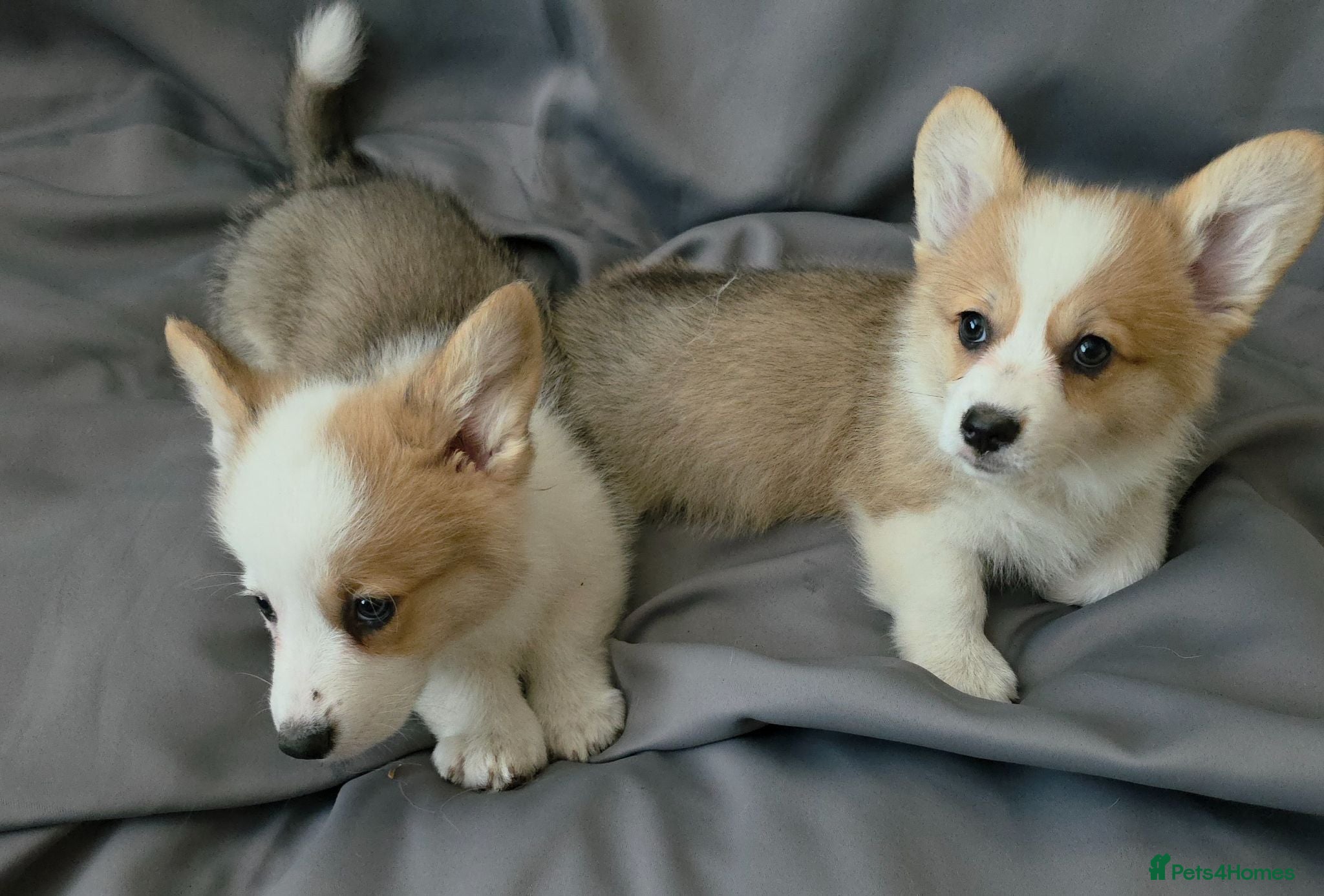 Welsh Corgi Pembroke dogs Corgi Puppies for Loving Homes – 1 Male, 1 Females - Advert 1
