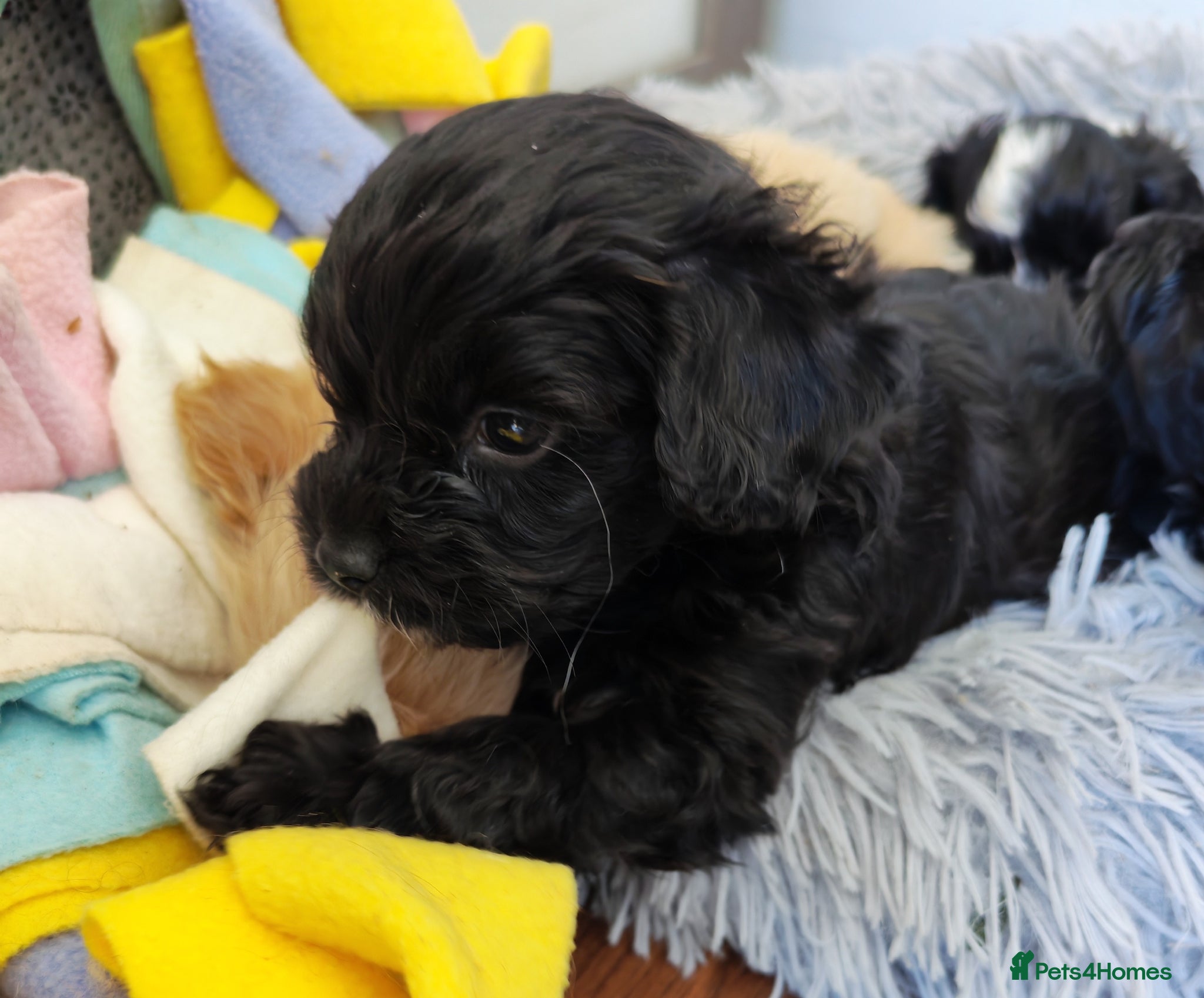 Cavapoo dogs Unique🌈Litter F1 Cavapoo's Health Tested  - Advert 3