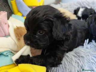 Cavapoo dogs Unique🌈Litter F1 Cavapoo's Health Tested - Advert 2