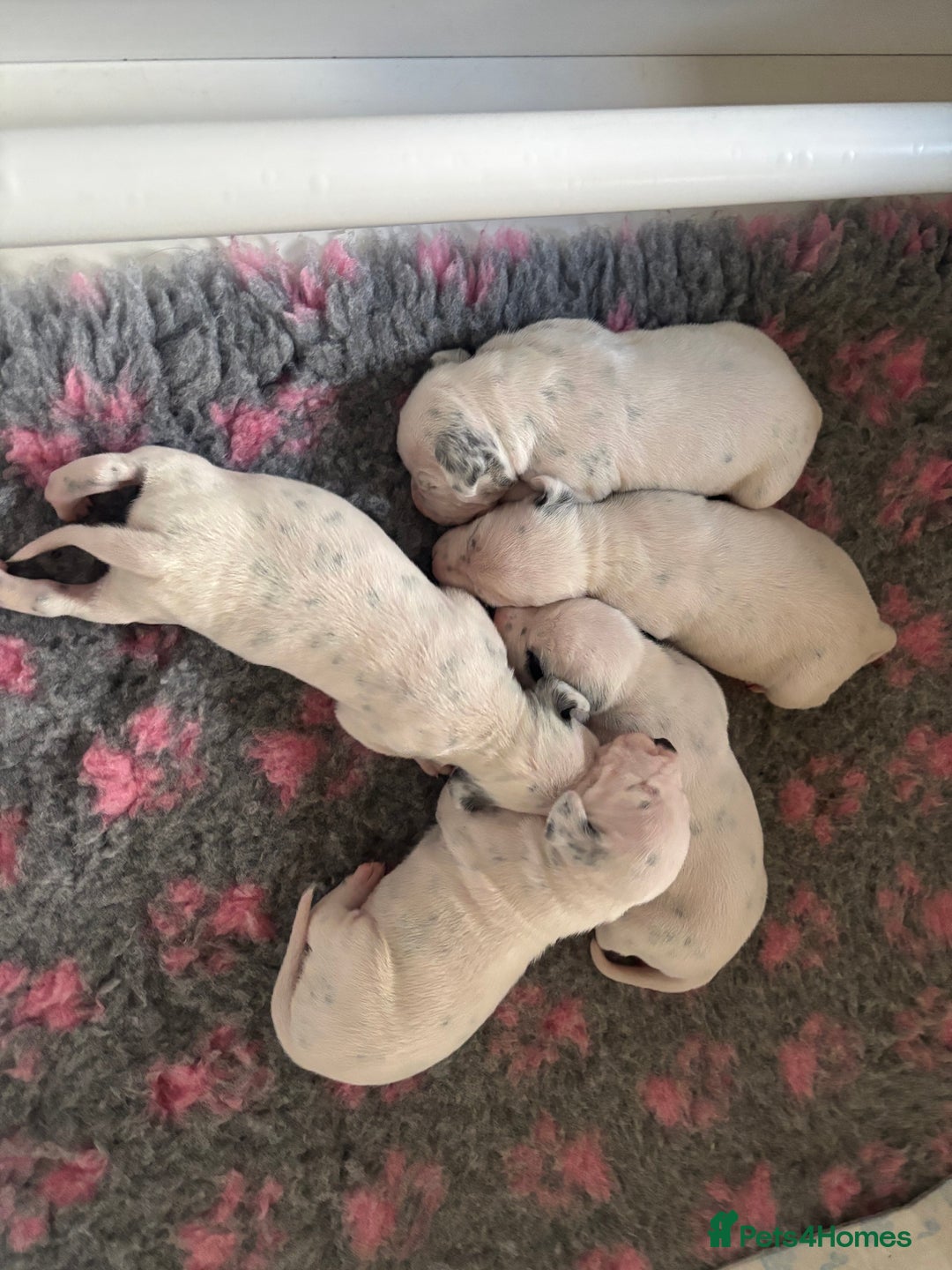 Dalmatian dogs for sale: Malosky Dalmatians  - Image 4