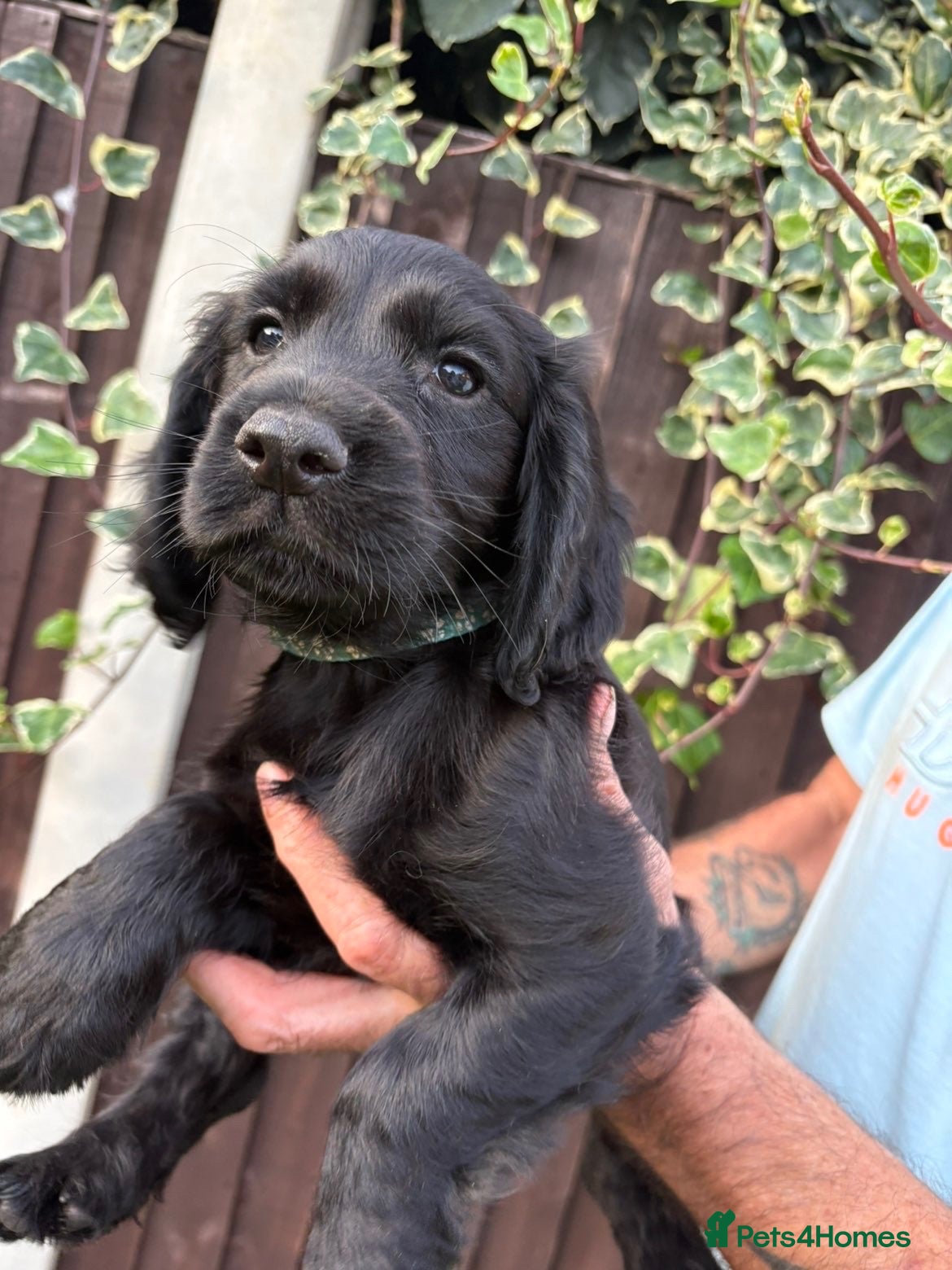 Cocker Spaniel dogs KC registered working cocker spaniels - Advert 1