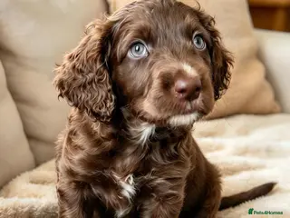 Cockapoo dogs One Chocolate Cockapoo Boy Still Available – F2 - Advert 4