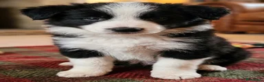 Border Collie 4