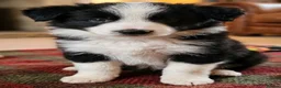Border Collie dogs for sale: ​Border Collie Pups: Rare Slate Merle & B/W - Advert 24