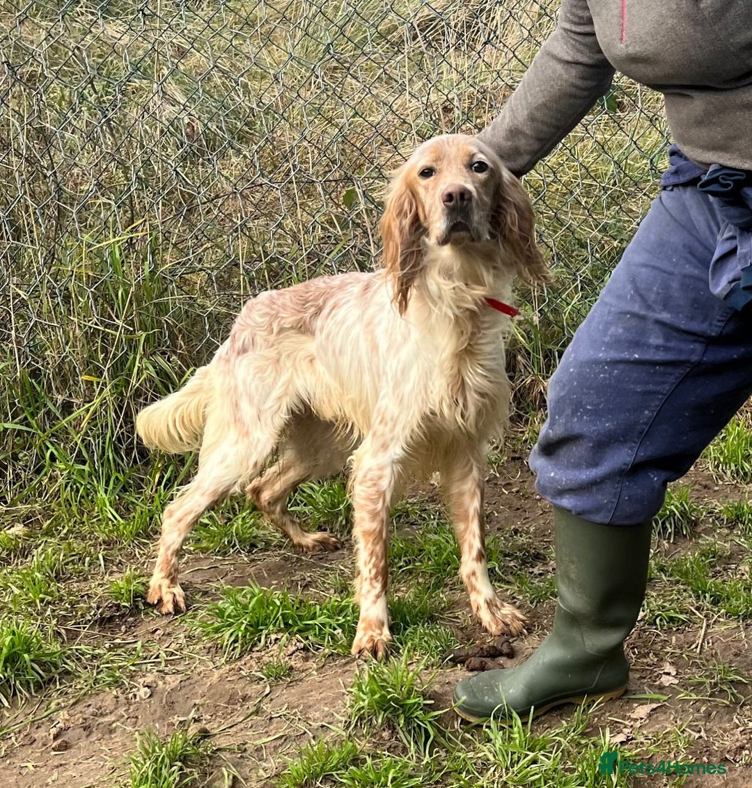 English Setter dogs for adoption: Lobo  - Advert 6