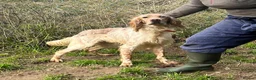 English Setter dogs for adoption: Lobo  - Advert 6