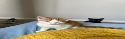 Mixed Breed cats for sale: Beautiful Kittens for Sale - Advert 5