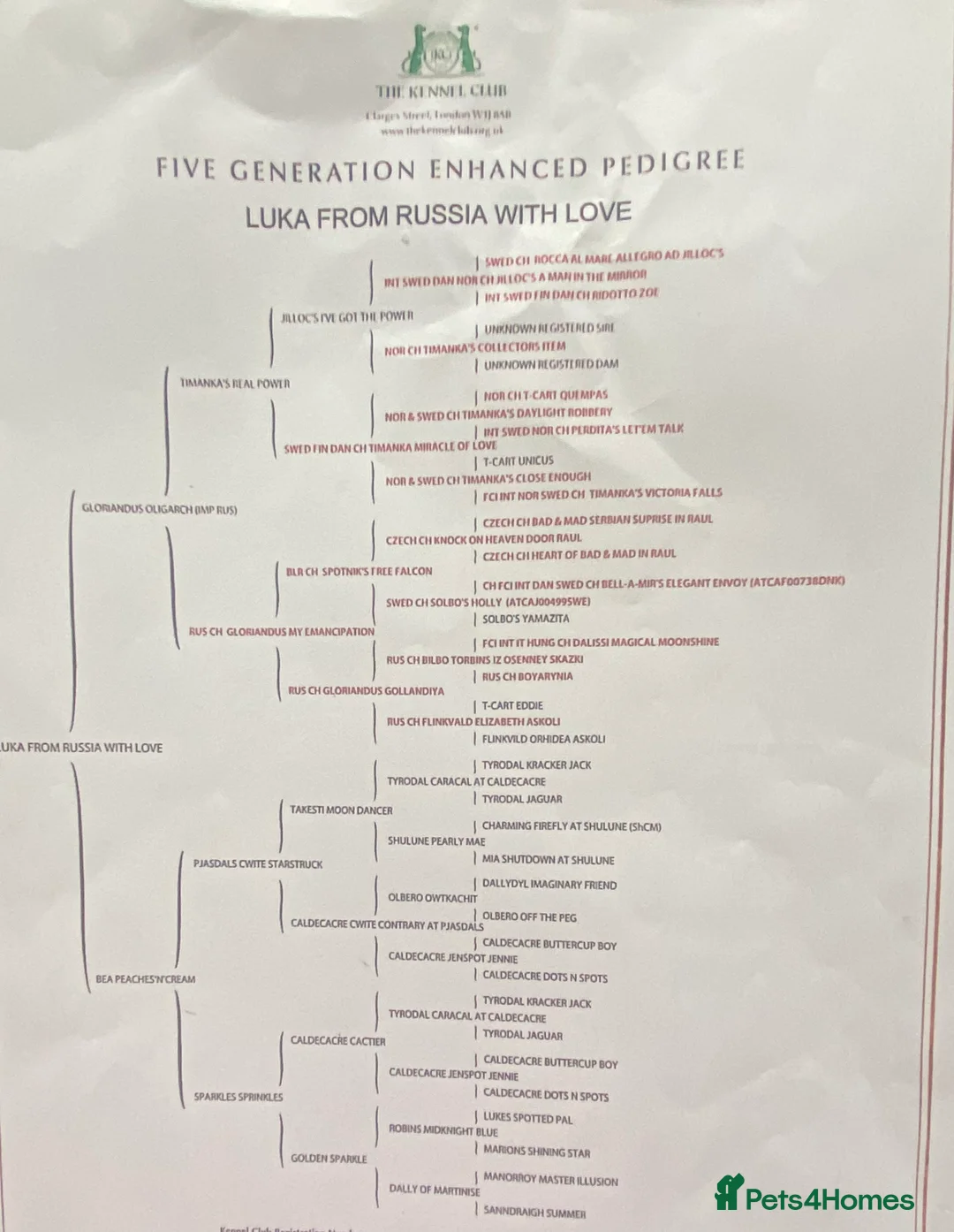 Dalmatian dogs for stud: Kc Reg Proven stud Dalmatian  in Ormskirk - Advert 17