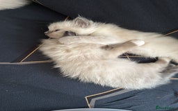 Ragdoll cats for sale: I've got some adorable Ragdoll kittens 😻🥰🐾 - Image 7