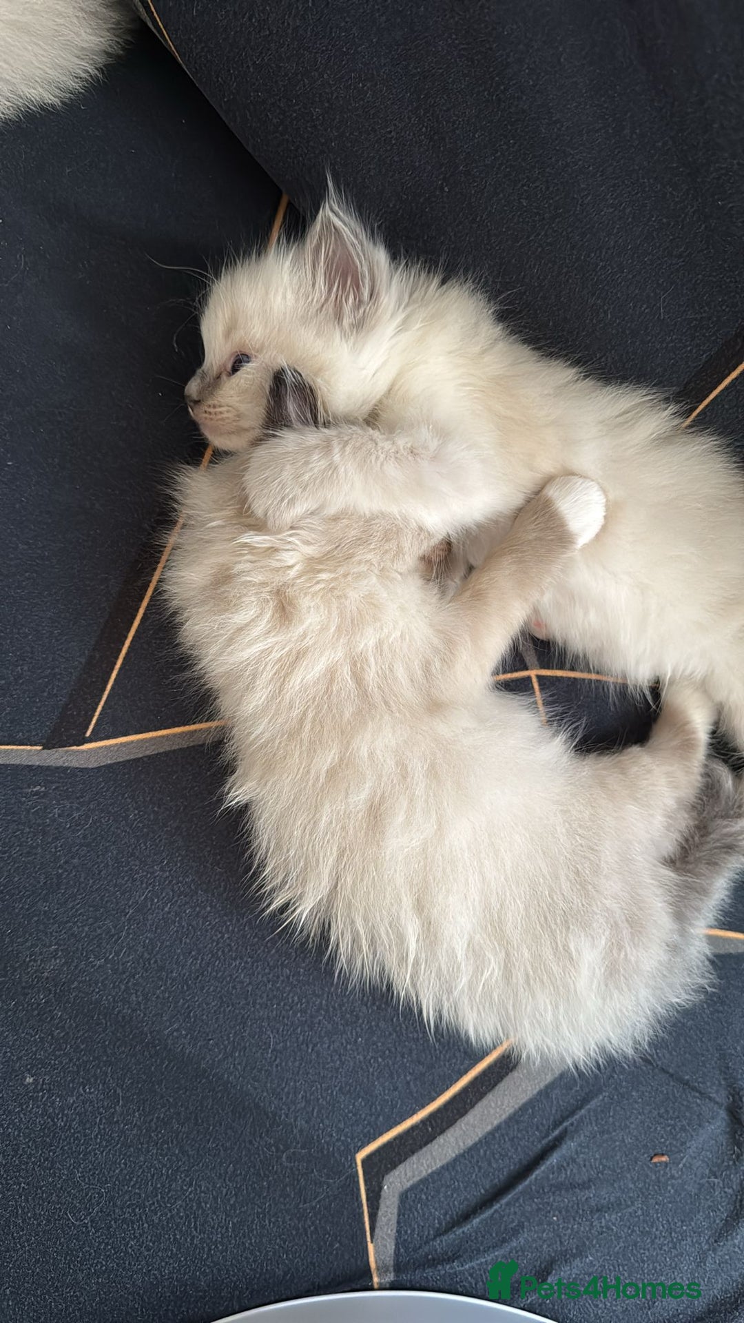 Ragdoll cats for sale: I've got some adorable Ragdoll kittens 😻🥰🐾 - Image 7