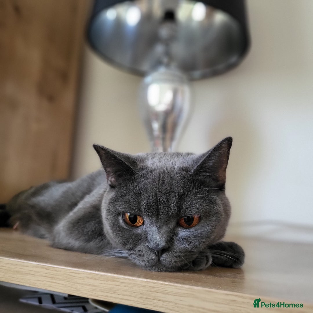 British Shorthair cats for sale: British shorthair  - Advert 2