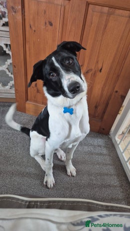 Mixed Breed dogs - Advert 16