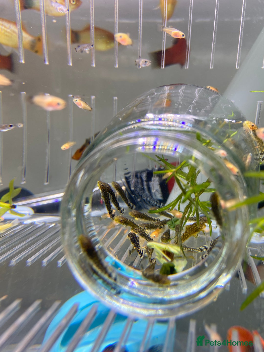 Plecos fish for sale: Beautiful small Platy, Guppy &Pleco – Hobby Tank - Advert 4