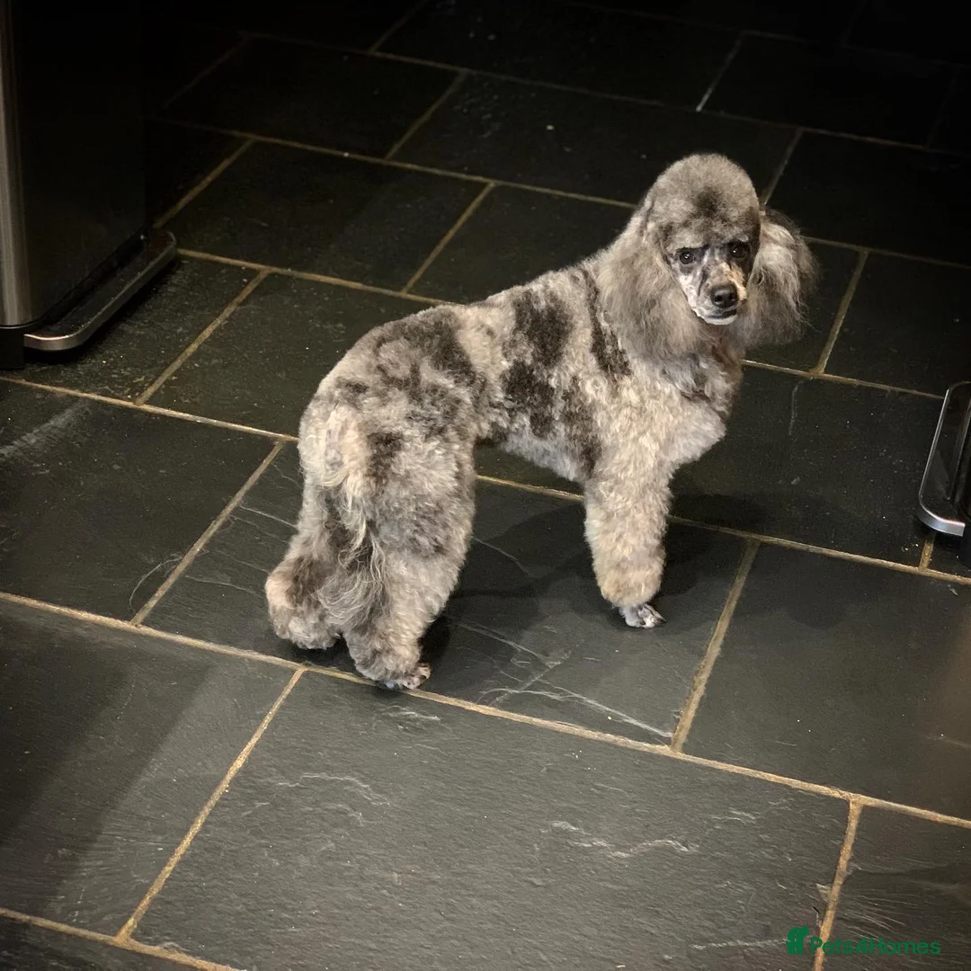 Miniature Poodle dogs for sale: BLUE MERLE MINIATURE POODLE MALE - Advert 2