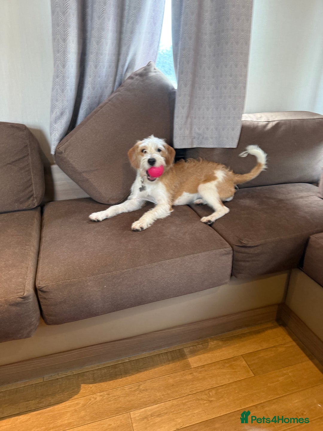 Cockapoo dogs for sale: 4 males and 1 female  - Advert 1