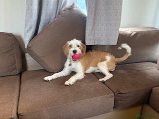 Cockapoo dogs 4 males and 1 female - Advert 1