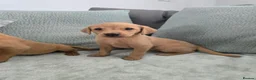 Labrador Retriever dogs for sale: Fox red labrador puppies  in Sunderland - Advert 16