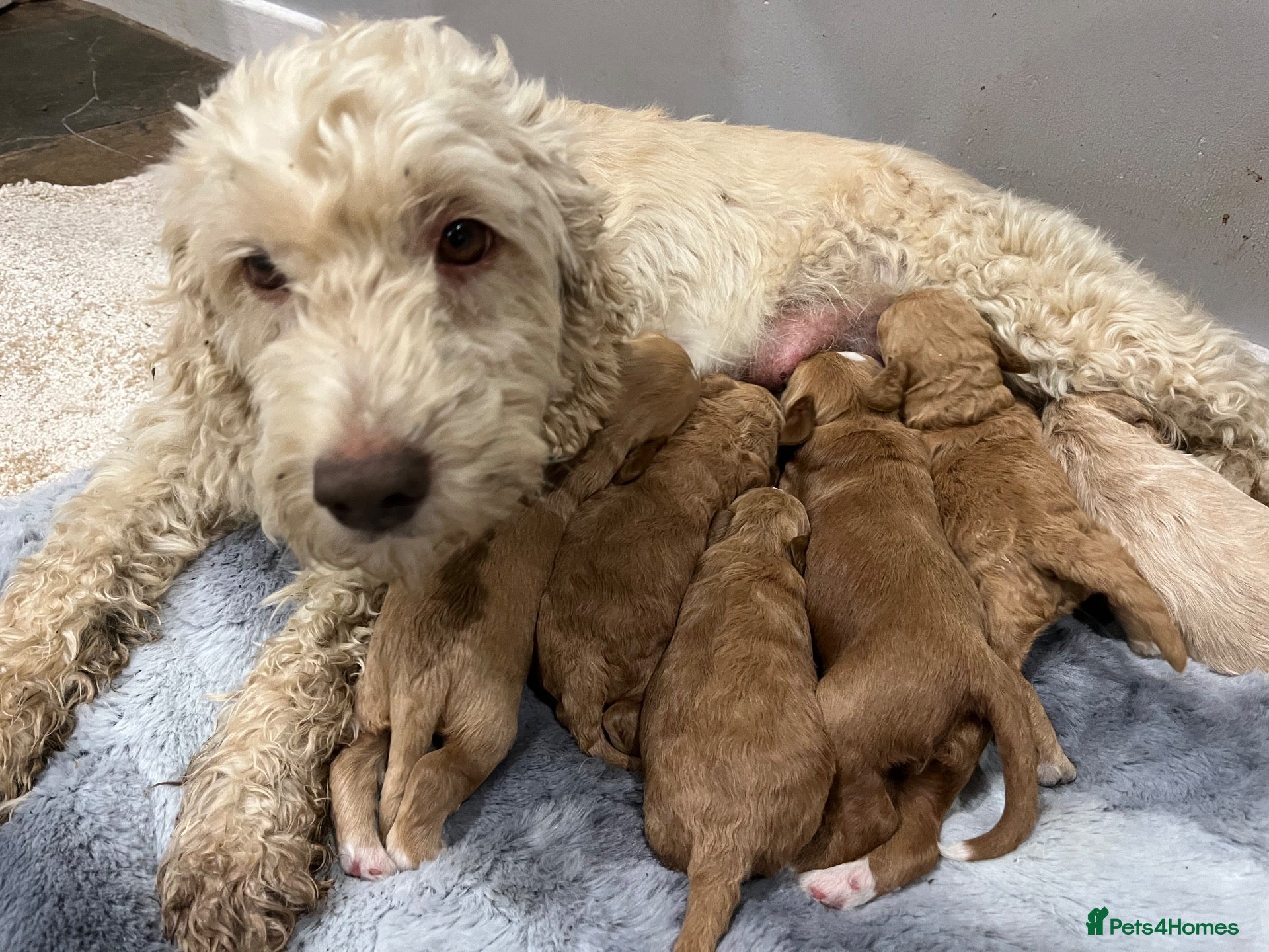 Cockapoo dogs Beautiful Cockapoo Apricot, Red 5⭐️ Health tested - Advert 1