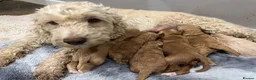 Cockapoo dogs for sale: Beautiful Cockapoo Apricot, Red 5⭐️ Health tested - Advert 1