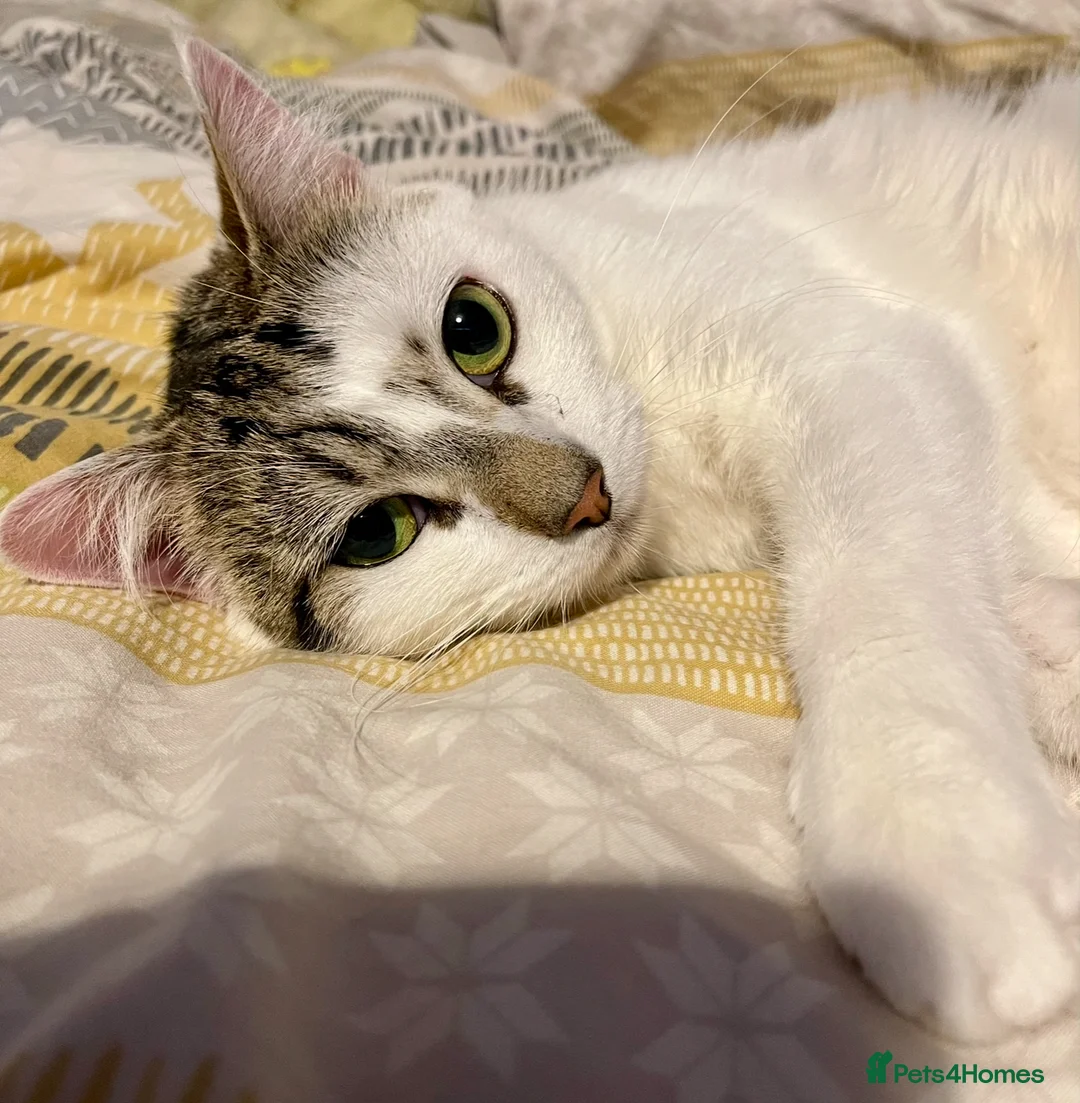 Mixed Breed cats for sale: Beautiful indoor male cat looking for a new home  - Advert 2