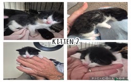 British Shorthair cats for sale: 2 adorable kittens - Image 2