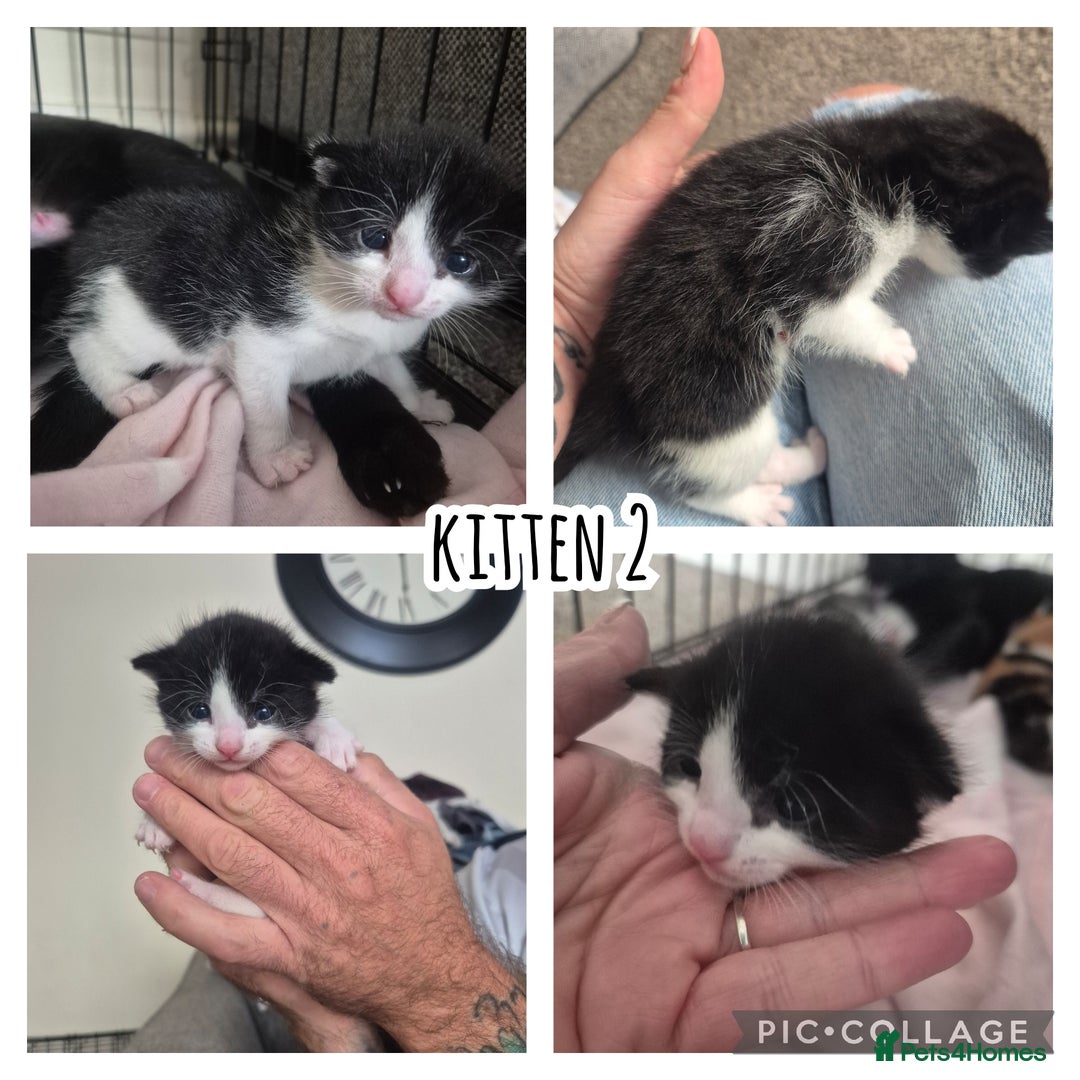 British Shorthair cats for sale: 2 adorable kittens - Image 2