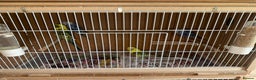 Cockatiels birds for sale: Baby budgies  - Advert 4