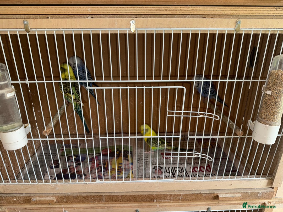 Cockatiels birds for sale: Baby budgies  - Advert 4