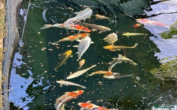 Koi Carp fish for sale: Koi Carp - Image 2