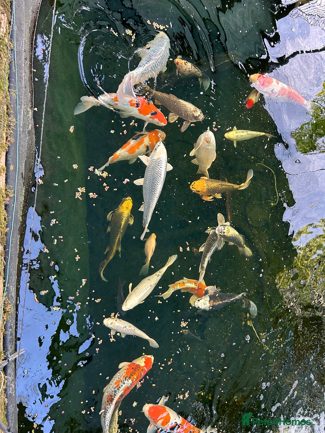 Koi Carp fish for sale: Koi Carp - Image 2